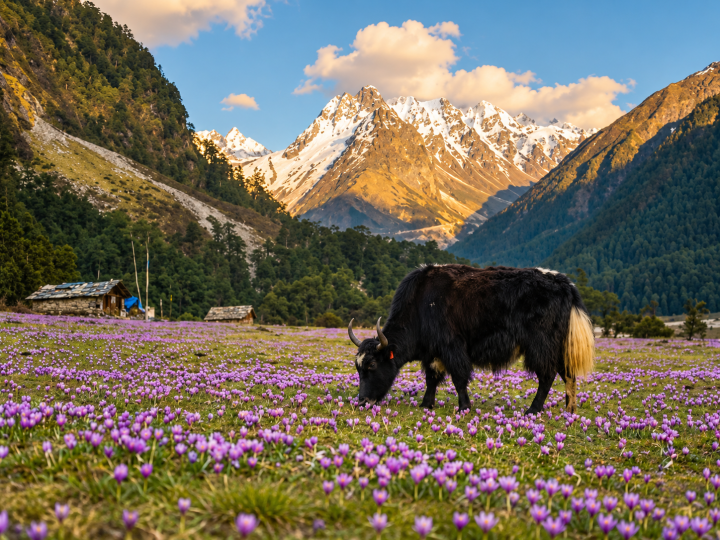 Yumthang Valley: The Complete Travel Guide to Sikkim’s Valley of Flowers
